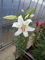 [1858 Asterian Mak No02.JPG]